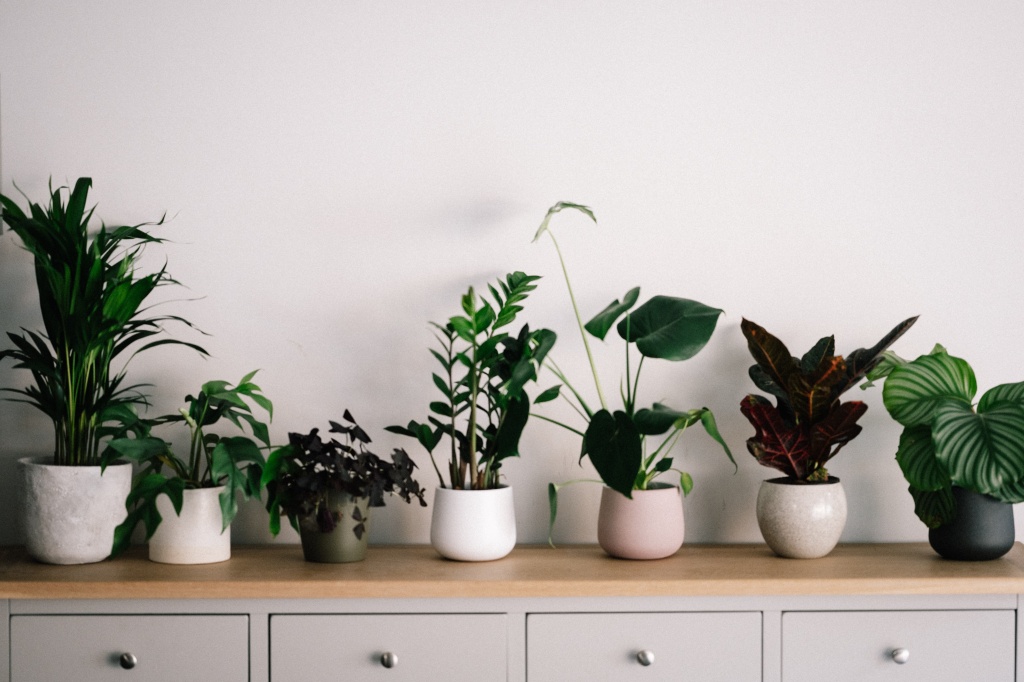 польза комнатных растений 